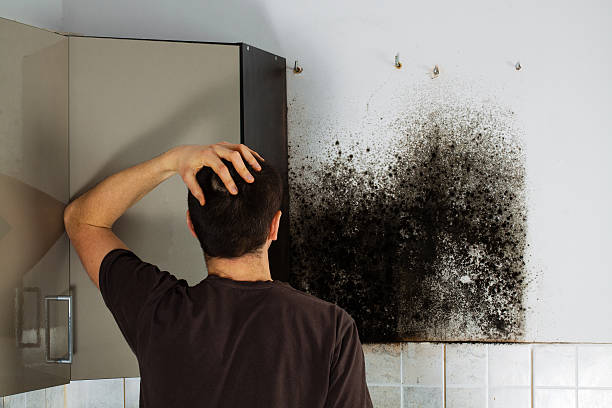 Best Mold Damage Repair  in , AZ